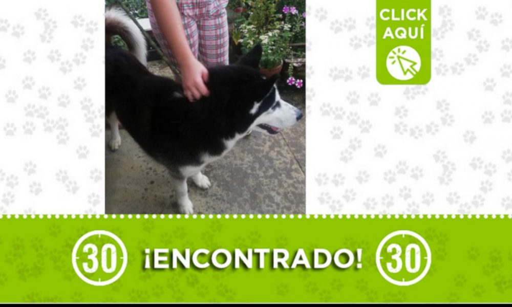 Buscan a la familia de este perrito encontrado en Palos Verdes