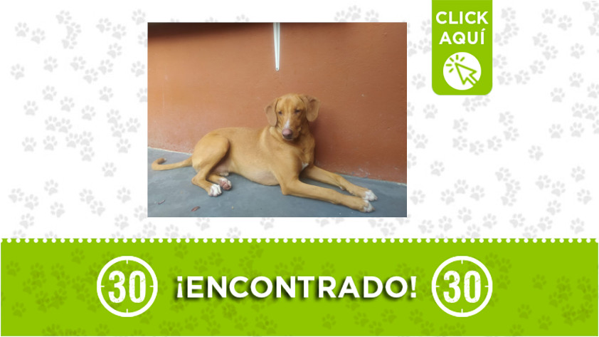 Este perrito fue encontrado en Manrique ¿Lo reconoce? 1 Manrique-encontrado