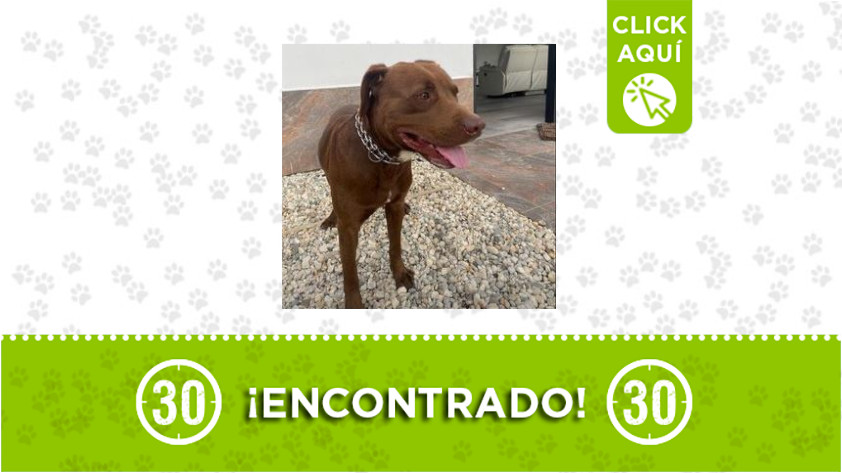 Este perrito fue encontrado en la vereda El Carmín 1 El Carmín-perrito-encontrado