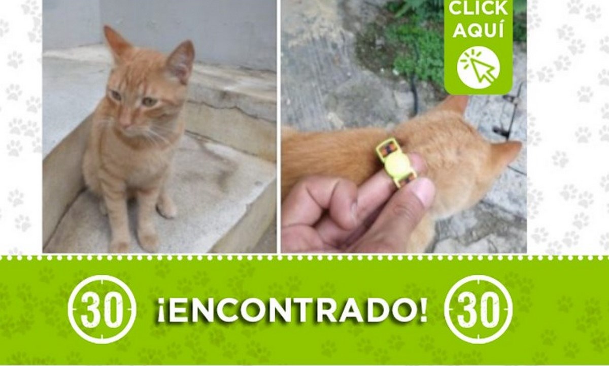 Buscan a los dueños de este gatico en Aranjuez 1 encontrado gatico aranjuez