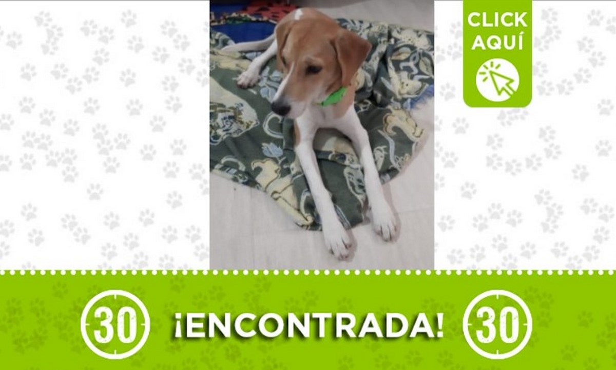 Esta perrita fue encontrada en el barrio París 1 enocontrada paris perrita