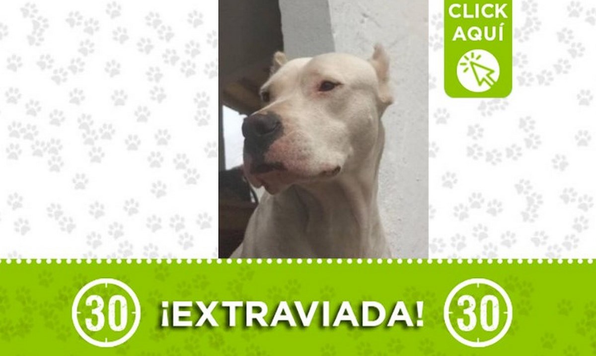 "Eva" se perdió en el municipio de Carmen de Viboral 1 eva perrita 26 05