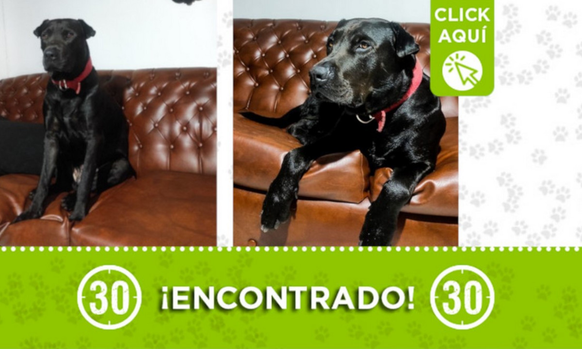 Este perrito fue encontrado en Belén, La Palma ¿Lo conoce? 1 Este perrito fue encontrado en Belén, La Palma ¿Lo conoce?