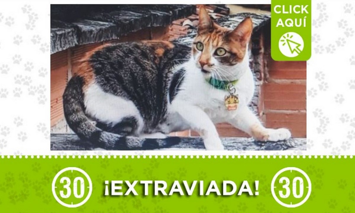 Esta gatica llamada "Frida" se perdió en Calasanz 1 frida gata10m