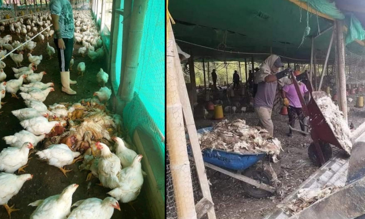 ¡Lamentable! Debido a los bloqueos empresa tuvo que sacrificar 400.000 gallinas, no tenían alimento 7 ¡Lamentable! Debido a los bloqueos empresa tuvo que sacrificar 400.000 gallinas, no tenían alimento