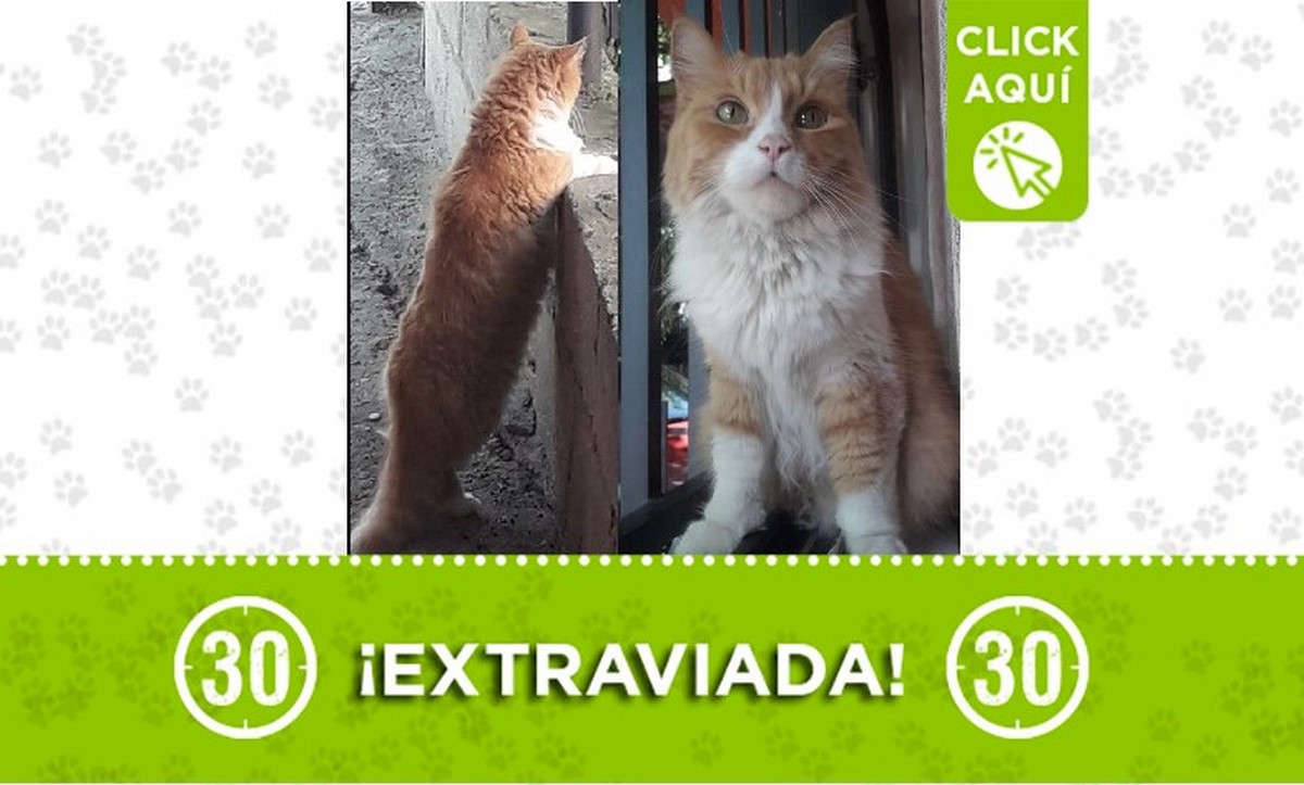 Buscan a esta gatica que se perdió en el Doce de Octubre 1 Gatica perdida