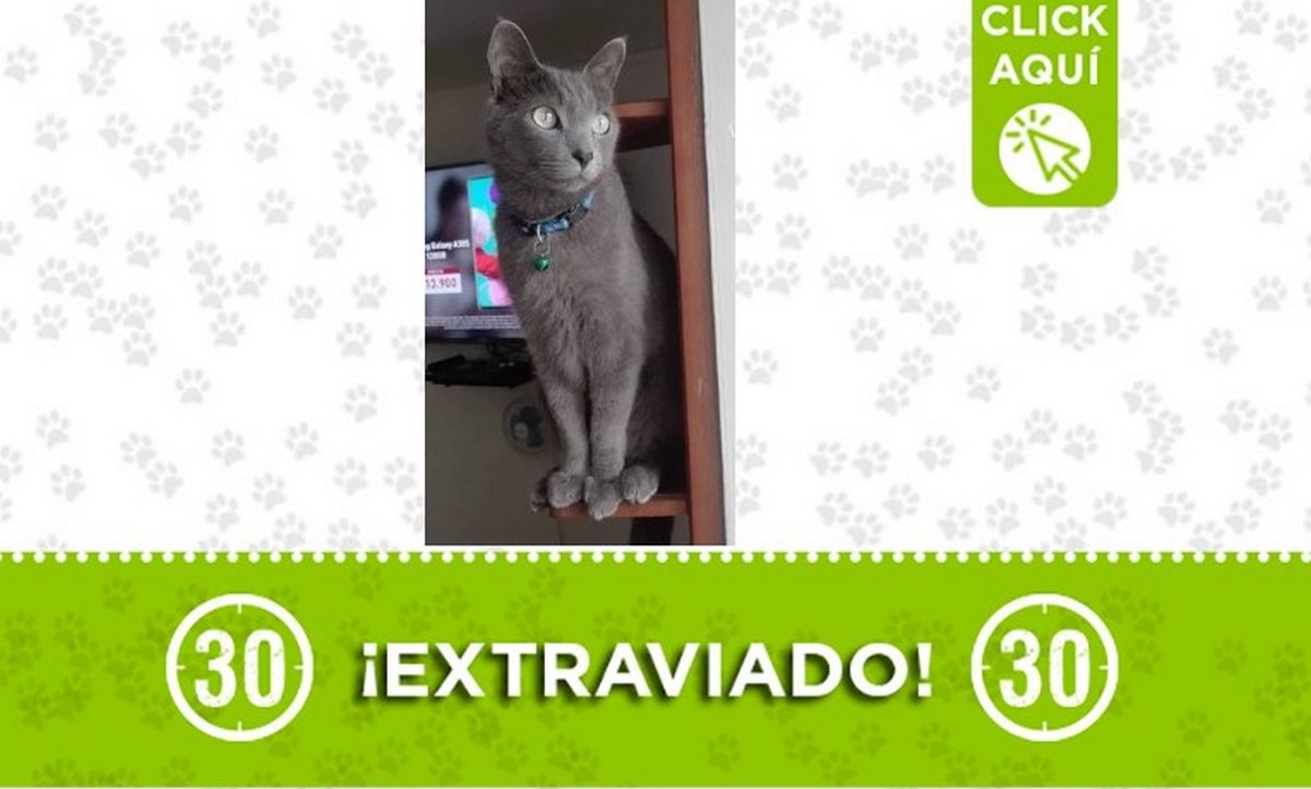 Buscan a este gatico en Cabañas 1 gatico bello 15 mayo