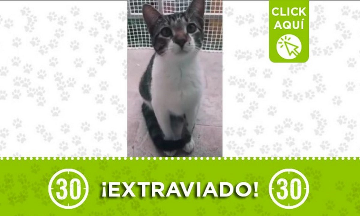 A este gatico lo están buscando en La Aurora 1 gatico extraviado 10 mayo