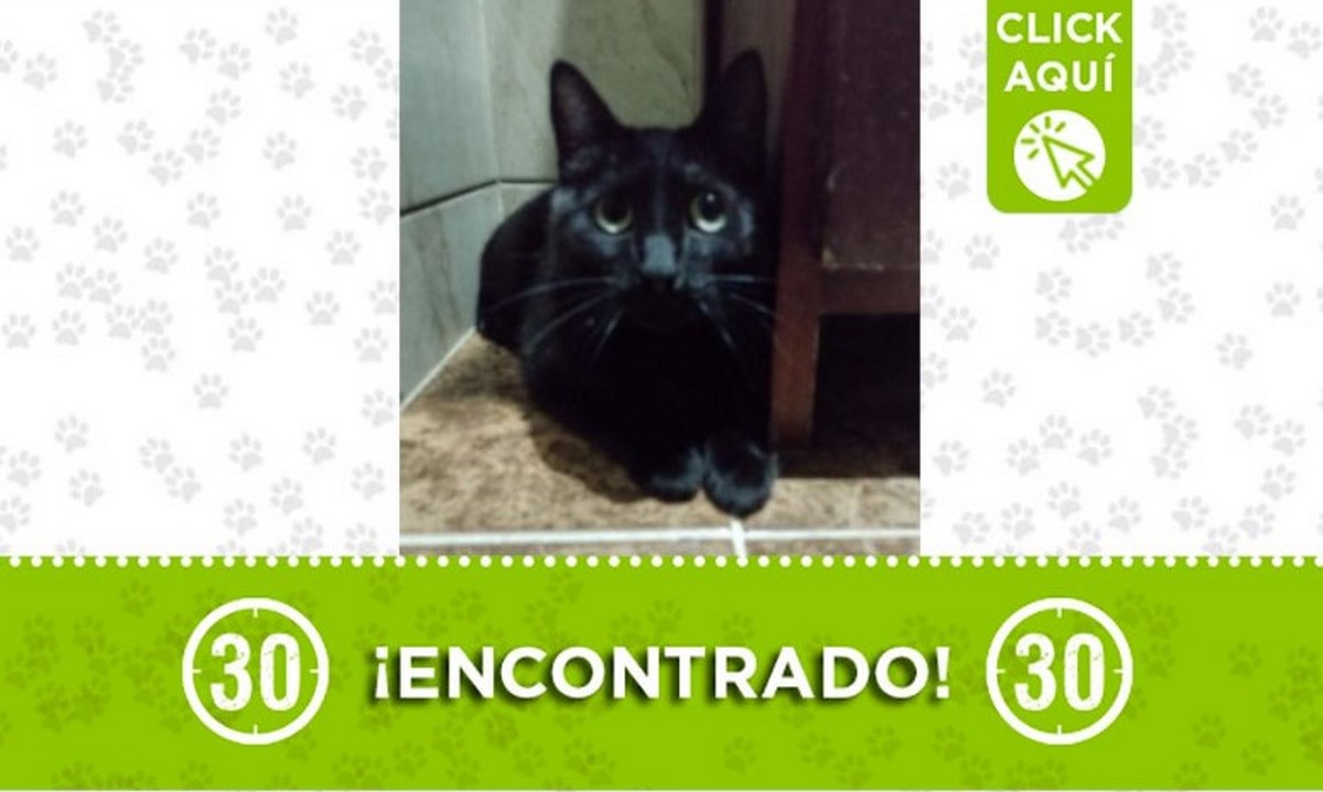 Gatico encontrado en el barrio La América 1 gatico la america