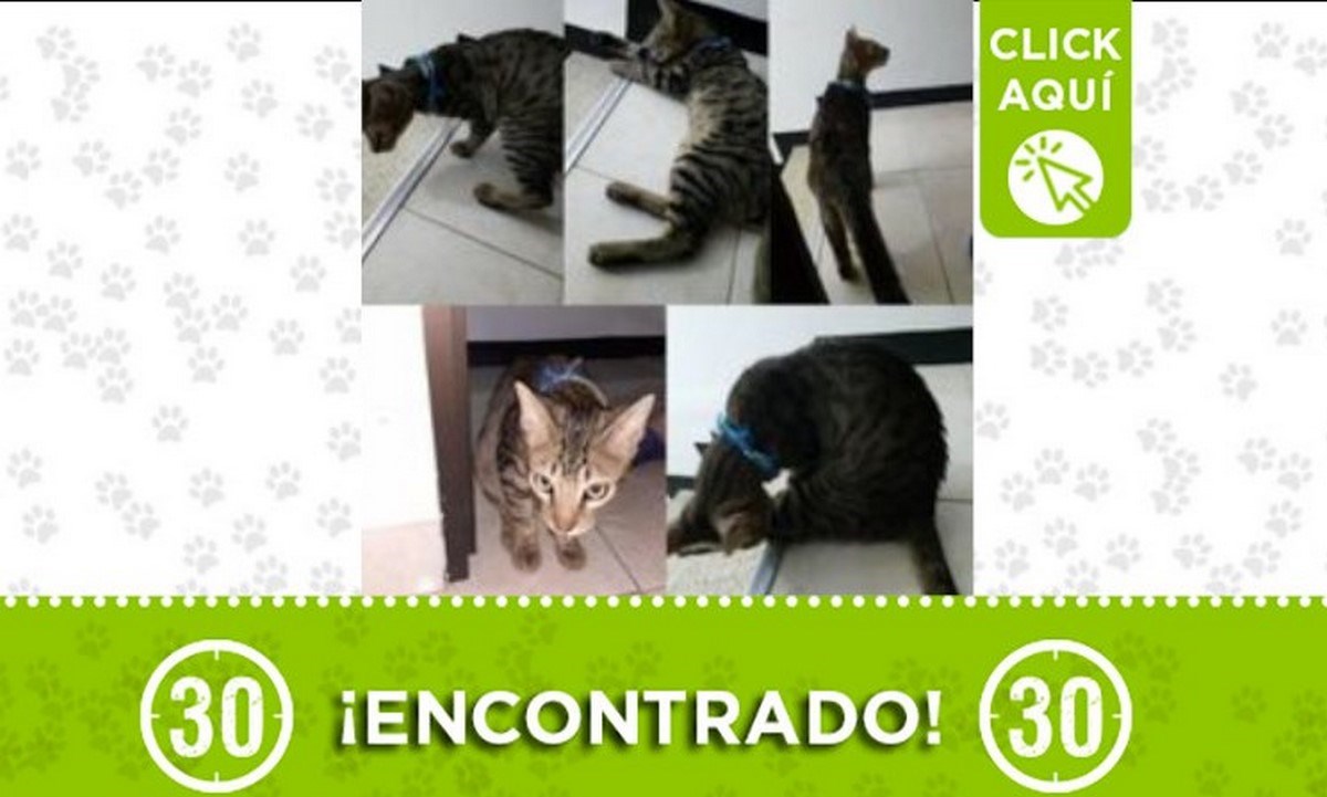 Este gatico fue encontrado en Aranjuez 1 gato encontrado
