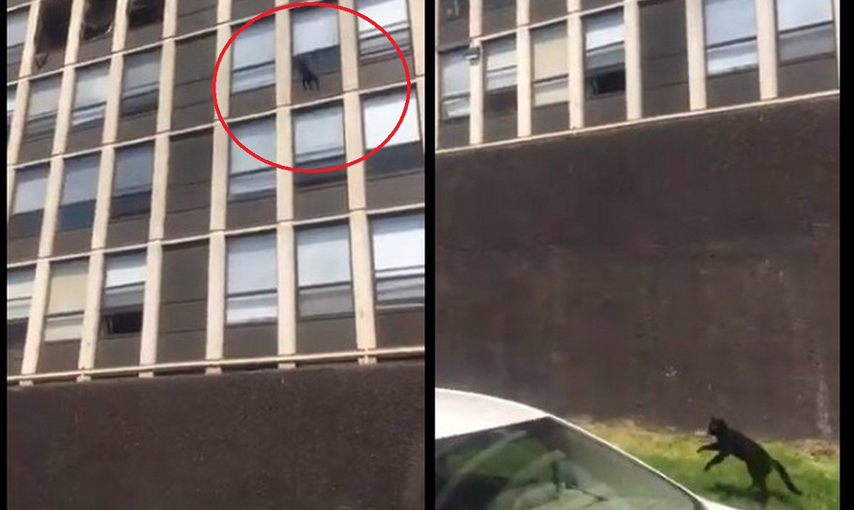 VIDEO. Gato sobrevive tras saltar desde un quinto piso en llamas 1 gato incendio chicago