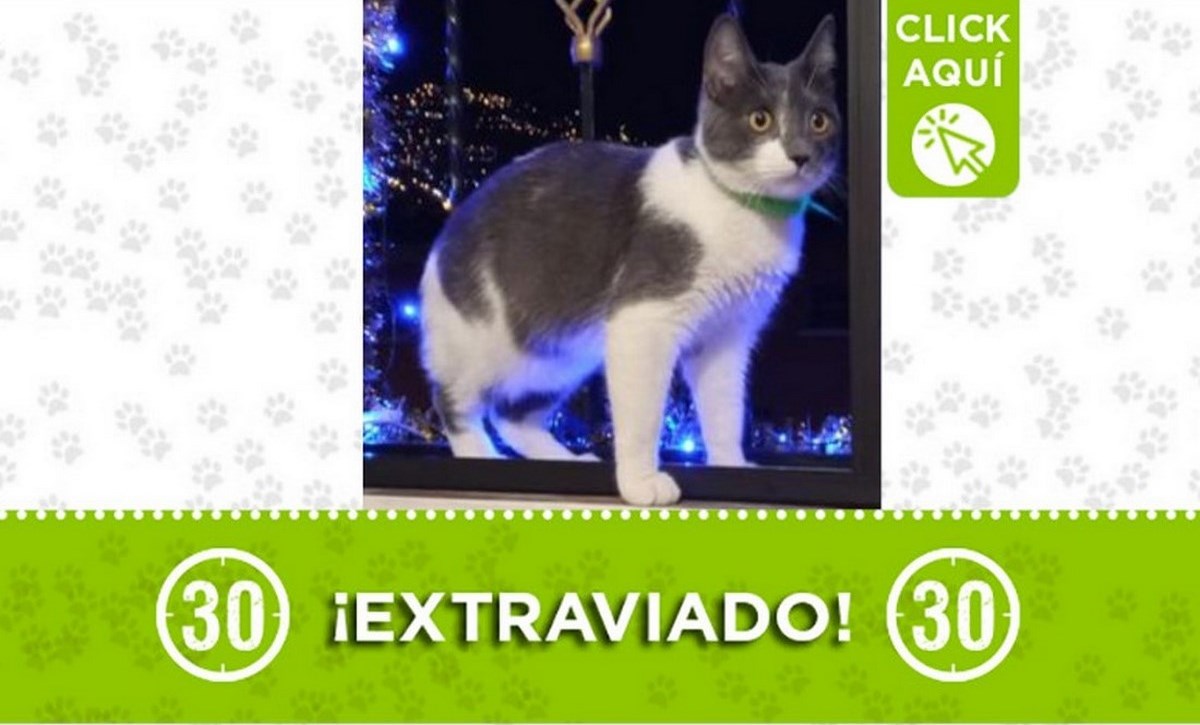 "Salomón" se perdió en Santa Cruz 1 gato salomon santa cruz