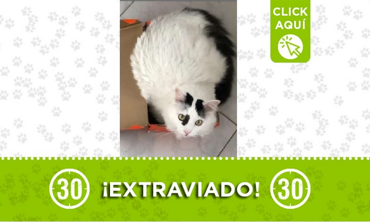Este gatico se perdió en Belén San Bernardo 1 Gatico perdido