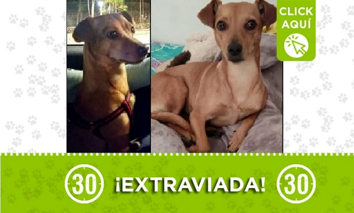 'Hime' se perdió en el sector de Primavera en San Cristóbal 1 Hime perdida