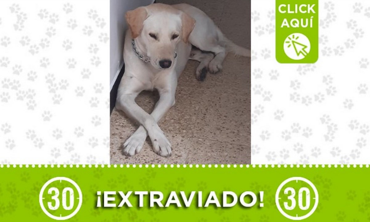 "Juancho" se perdió en el barrio Campo Valdés 1 juancho campo valdes