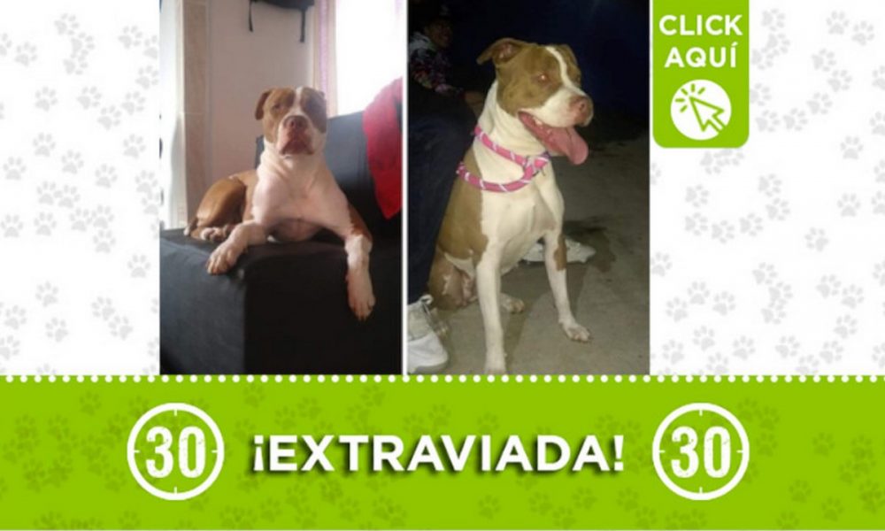 "Kira" se perdió en Bello ¿La ha visto?