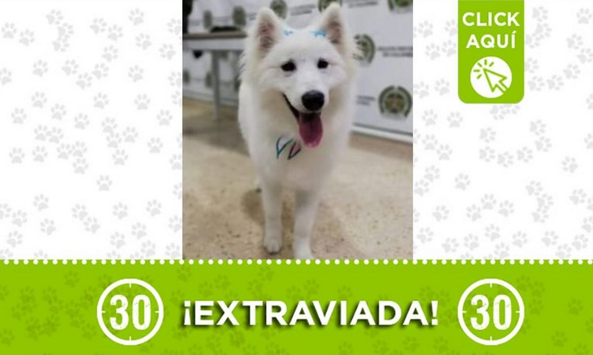 Esta peludita se perdió cerca del hospital de La Estrella 1 lia perdida la estrella