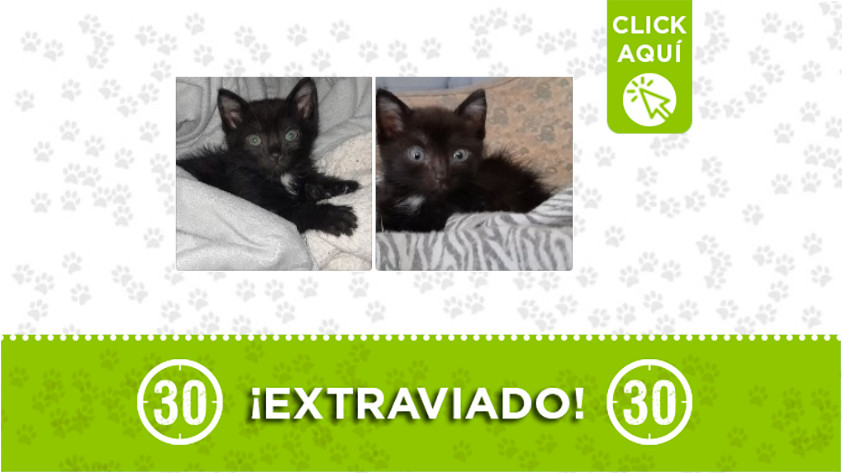 'Loki' se perdió en Envigado ¡Comparte! 1 Loki-Envigado