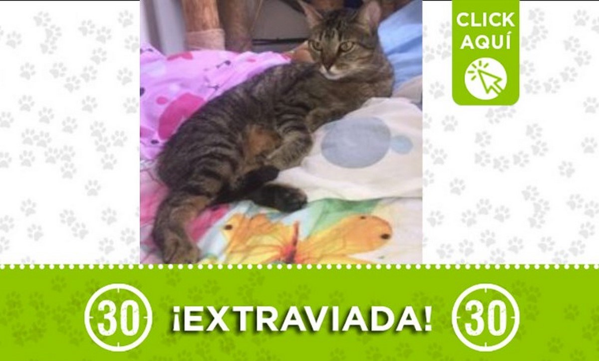 "Lulú" se perdió en el barrio Castilla 1 lulu castilla 31 05