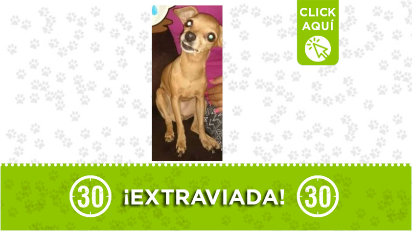 ¿La ha visto? 'Lulu' se perdió en el barrio Córdoba 1 lulu-barrio Córdoba
