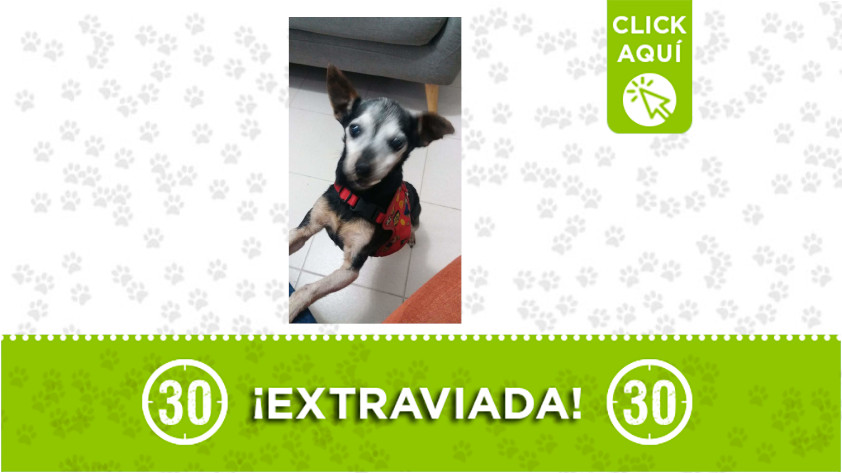 'Lupita' se perdió en Envigado ¡Comparte! 1 lupita-Envigado