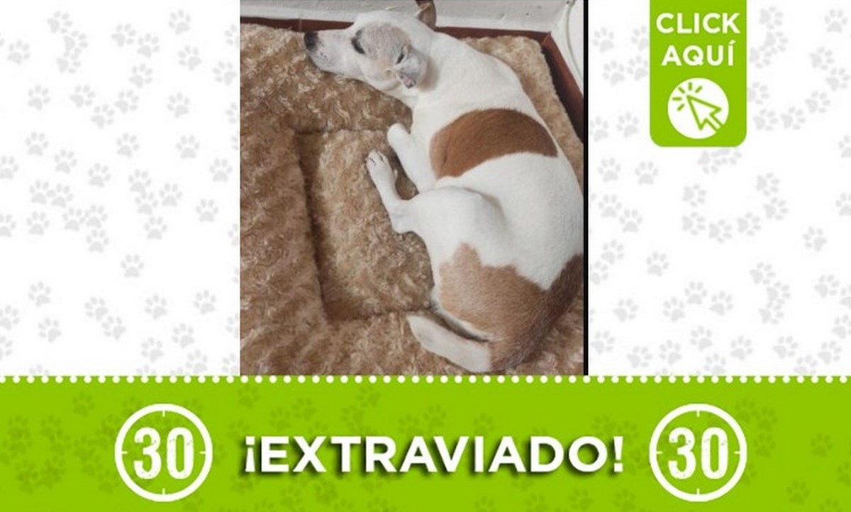 "Manolo" se perdió en el barrio Robledo Aures 1 manolo robledo