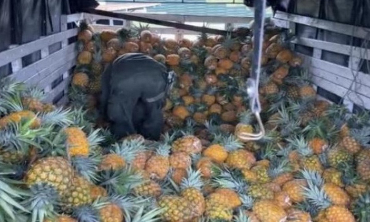 Camuflaron 425 kilos de marihuana en una carga de piñas 1 marihuana pinas