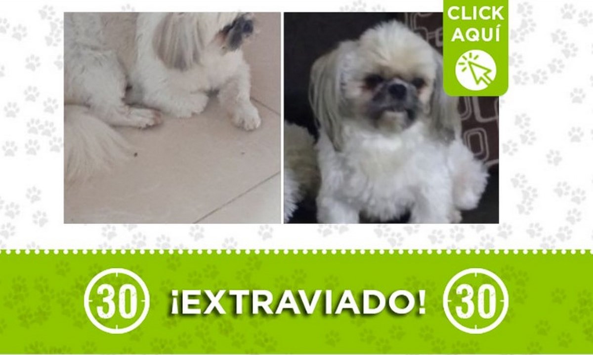 "Coco" se perdió en el barrio Granizal 1 mascota perdida
