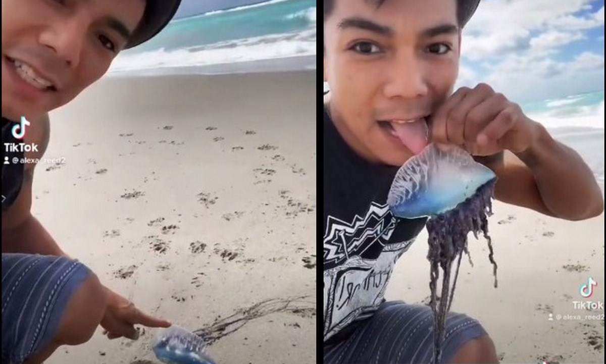 VIDEO. Influencer lame criatura venenosa para hacerse viral, medusa conocida como "carabela portuguesa" 1 medusa tiktok
