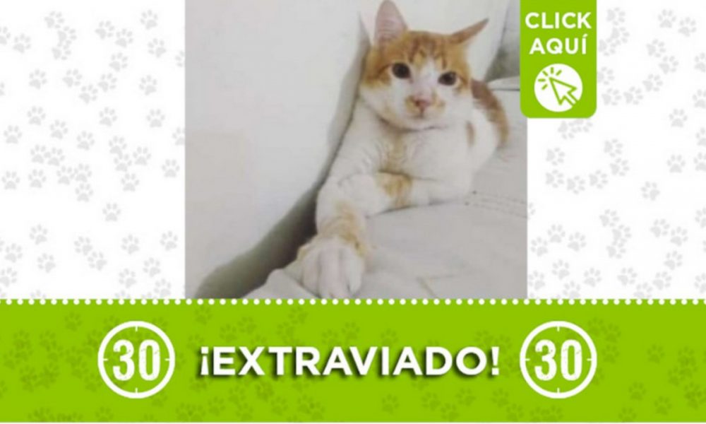 "Michi" se extravió en Andalucía ¿Lo ha visto?