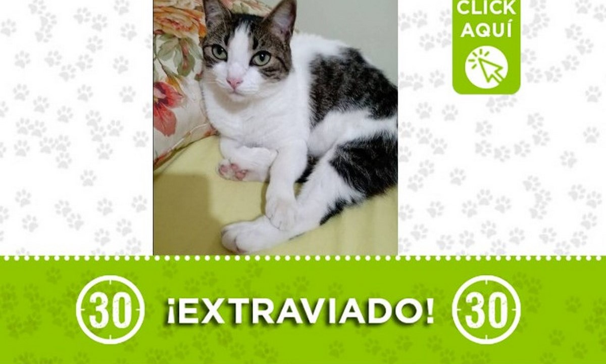 A "Minino" lo buscan en Sabaneta, ¿Lo ha visto? 1 minimo sabaneta gato