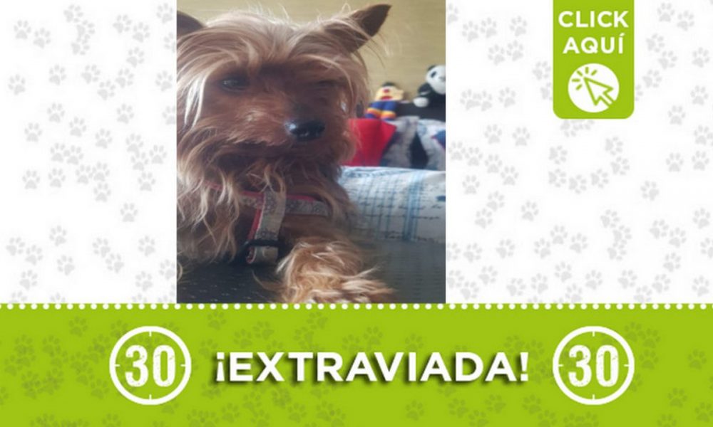 "Minnie" se extravió en El Poblado ¿La ha visto?