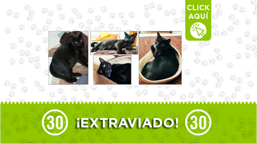 'Mojito' se perdió en Itagüí ¡Comparte! 1 Mojito-Itagüí