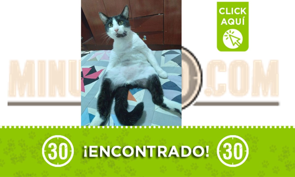 Momo se perdió por la Asomadera ¿Ayudamos a encontrarlo? 1 momo