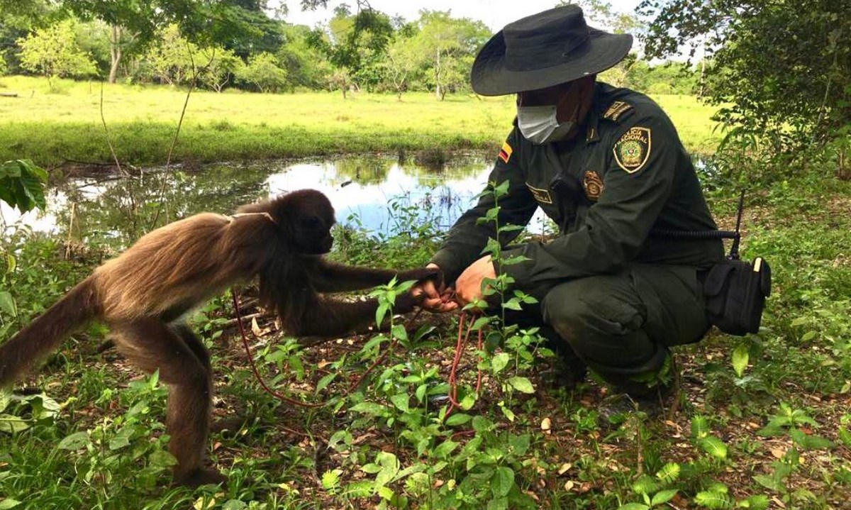 Esta deambulando por zona rural, rescataron un mono araña en San Rafael de Chucurí 1 mono arana