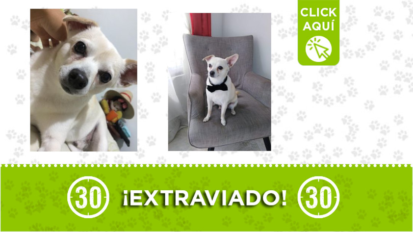 'Oky' se perdió en Belén ¿Lo ha visto 1 Oky-Belén