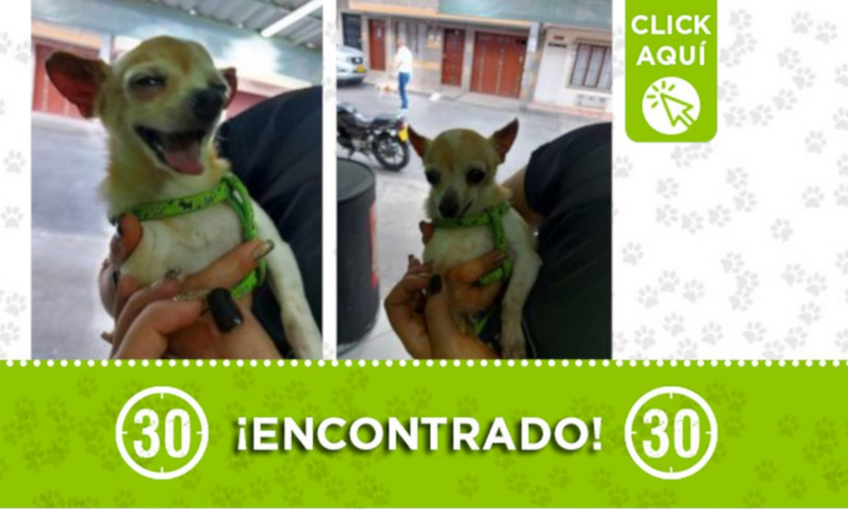 Este perrito fue encontrado en Bello Horizonte ¿Es suyo? 1 Este perrito fue encontrado en Bello Horizonte ¿Es suyo?