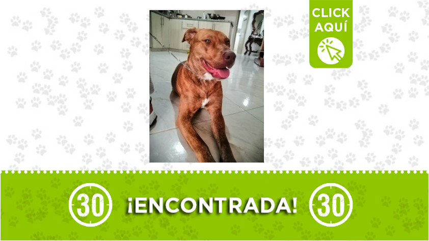 ¿La reconoce? Esta perrita fue encontrada en Bello 1 Bello-perrita-encontrada