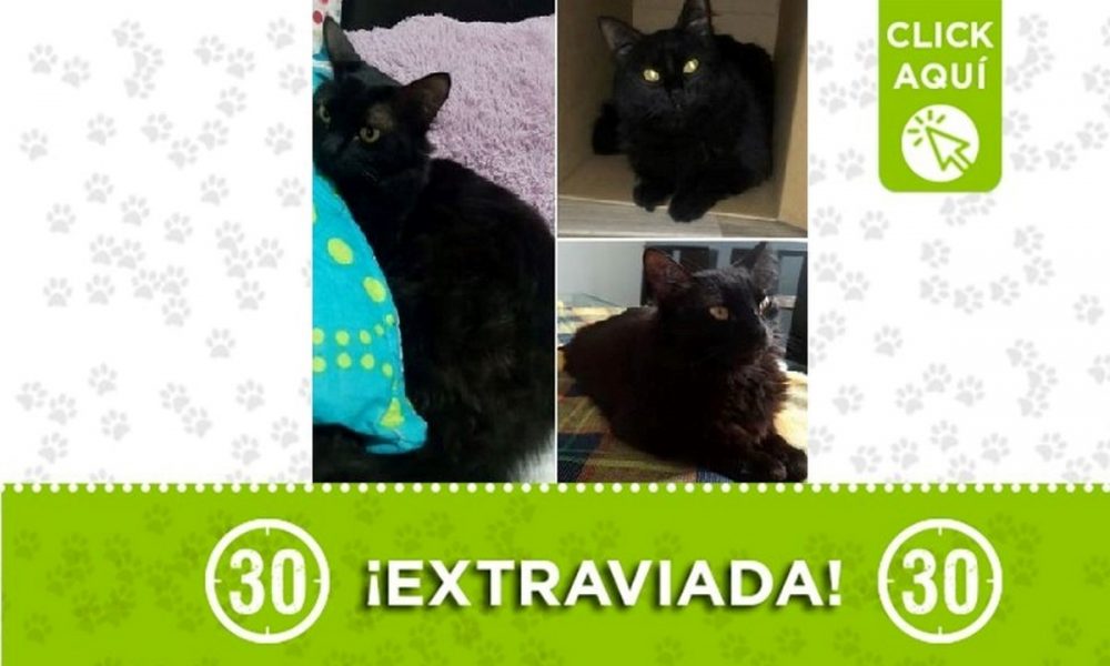 'Perla' se perdió en Aranjuez y sus dueños la buscan