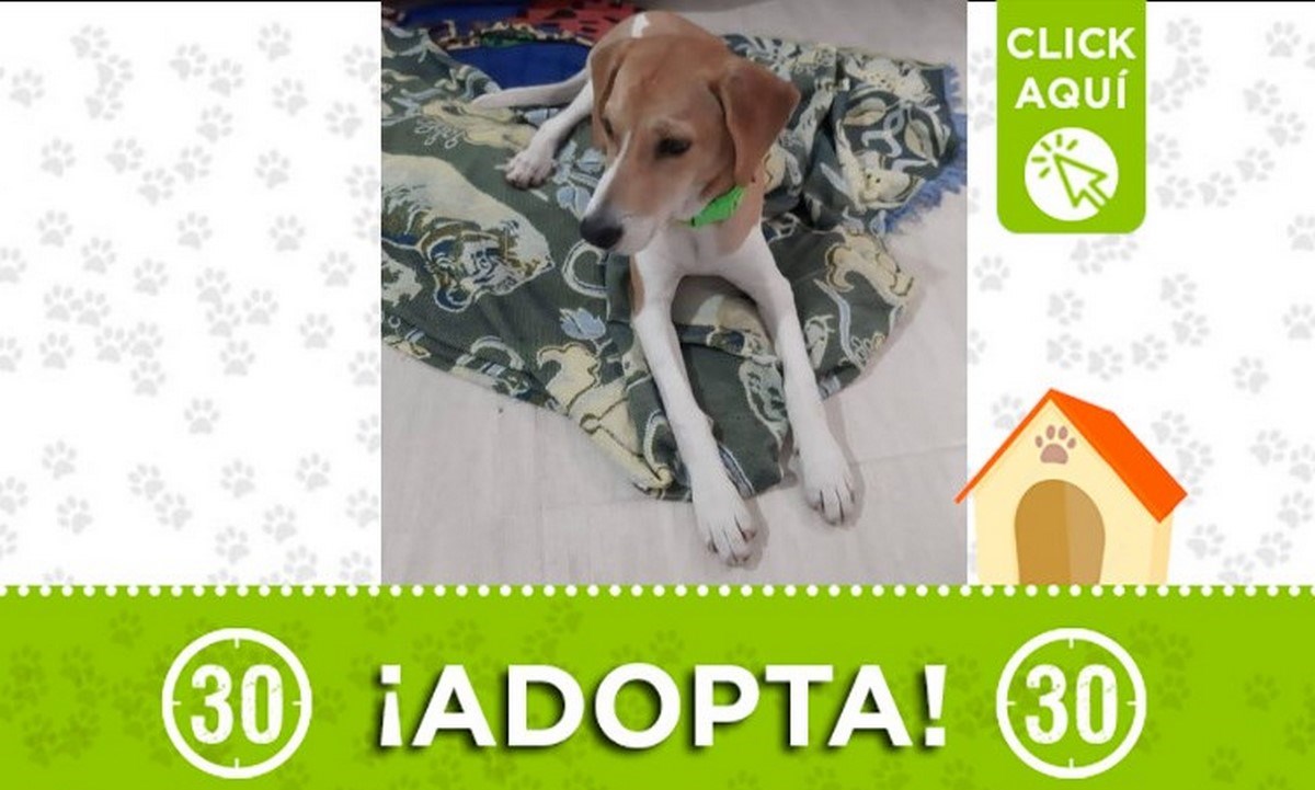 Esta perrita busca un nuevo hogar, ¡Adopta! 1 perrita adpta