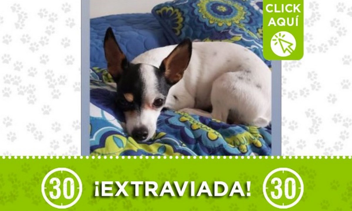 Esta perrita se perdió en Laureles 1 perrita laureles 25 05