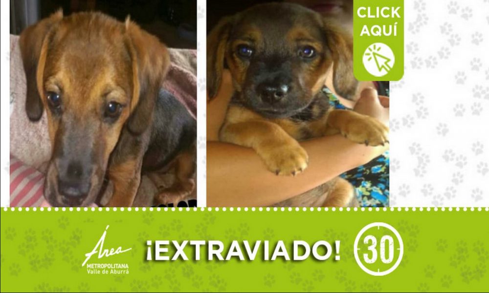 "Doki" se extravió en el Popular 1 ¿Lo ha visto?