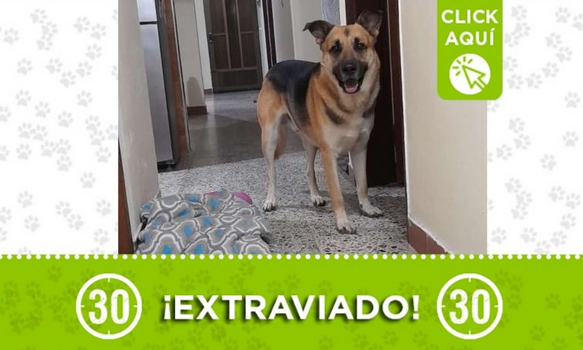 Este perrito fue encontrado en Robledo, ¿Lo reconoce? 1 perrito encontrado robledo