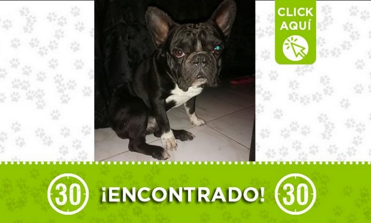 ¿Es suyo? Este perrito fue encontrado en San Cristóbal 1 perrito encontrado san cristobal