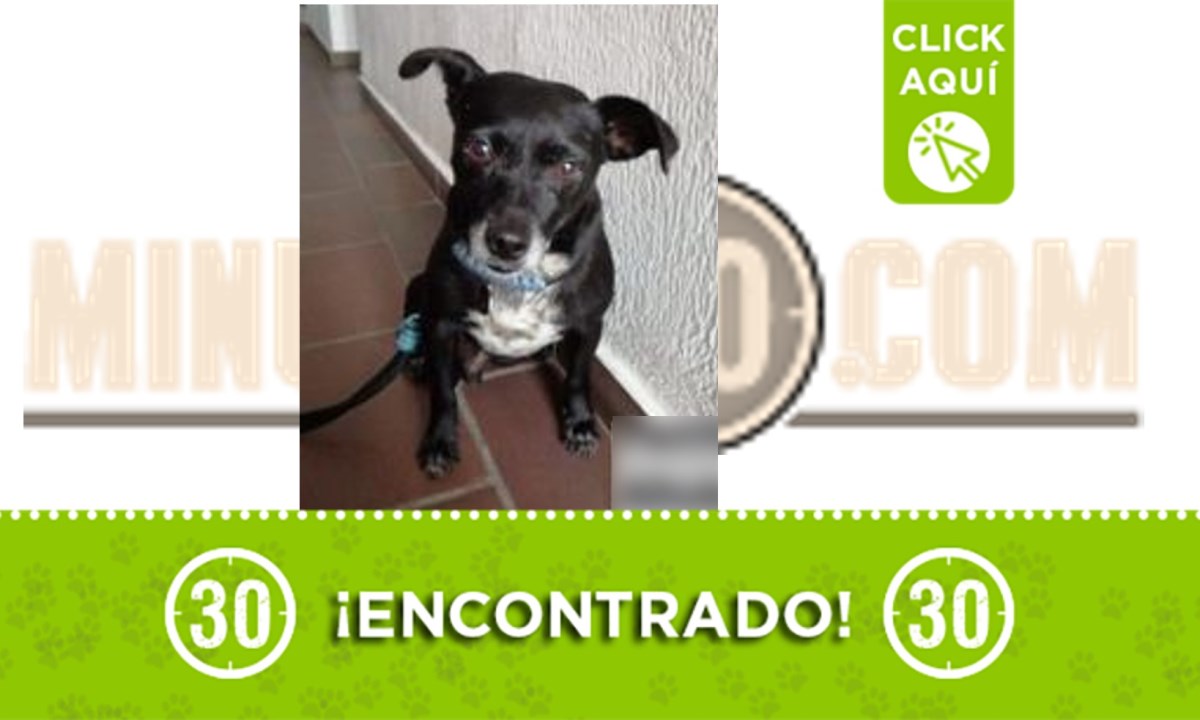 Buscamos la familia de este perrito, deambulaba perdido en Altobelo 1 altobelo