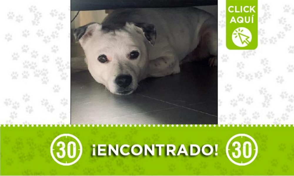 Perrito encontrado