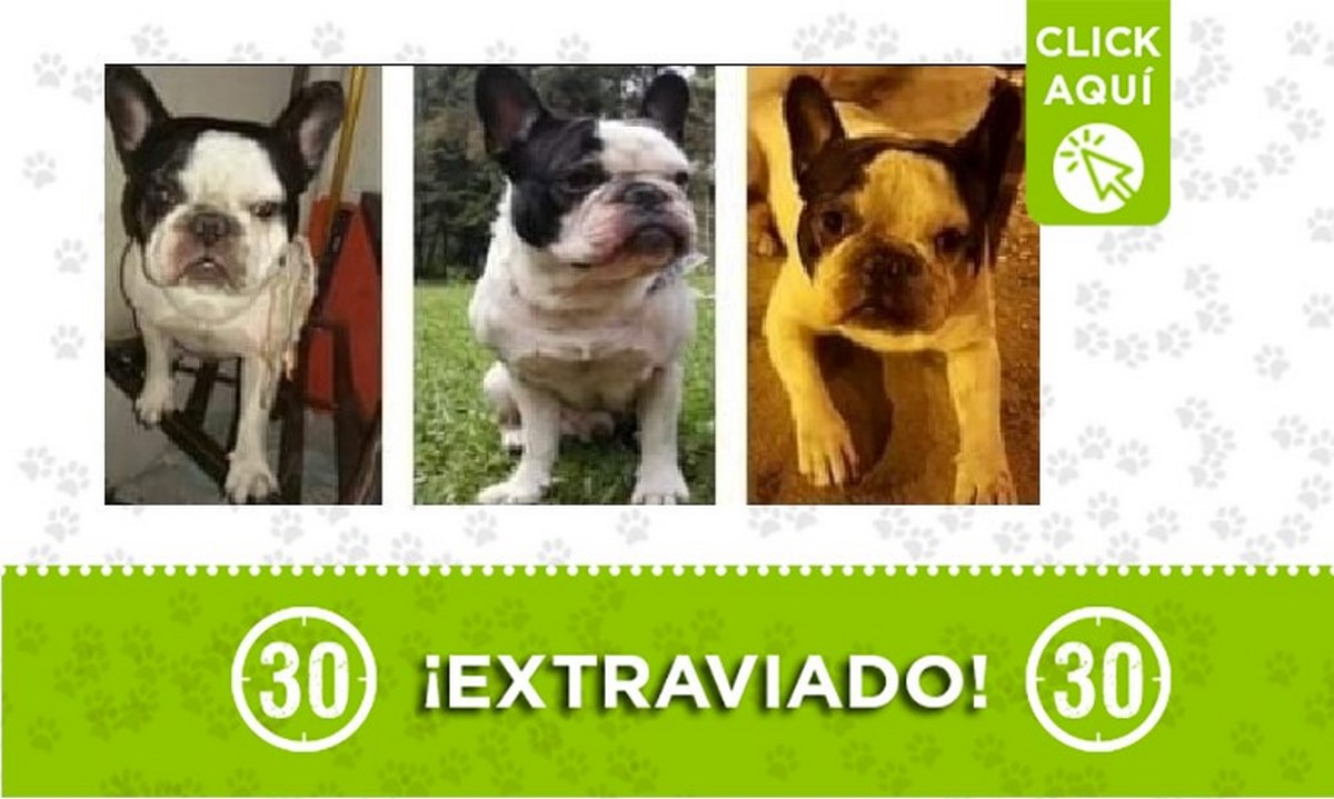Este perrito se perdió en Barichara y sus dueños lo buscan 1 Perrito perdido