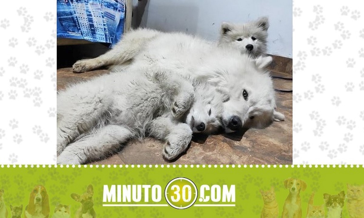 Estos perritos se perdieron en Enciso, por el mirador del Pan de Azúcar 1 Estos perritos se perdieron en Enciso, por el mirador del Pan de Azúcar
