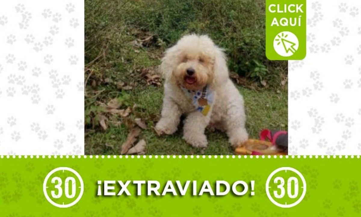 Este perrito se perdió en Santa Elena 1 perro perdido santa elena