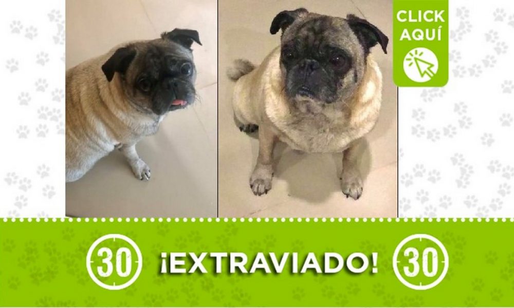 'Piero' se perdió en Copacabana y sus dueños lo buscan